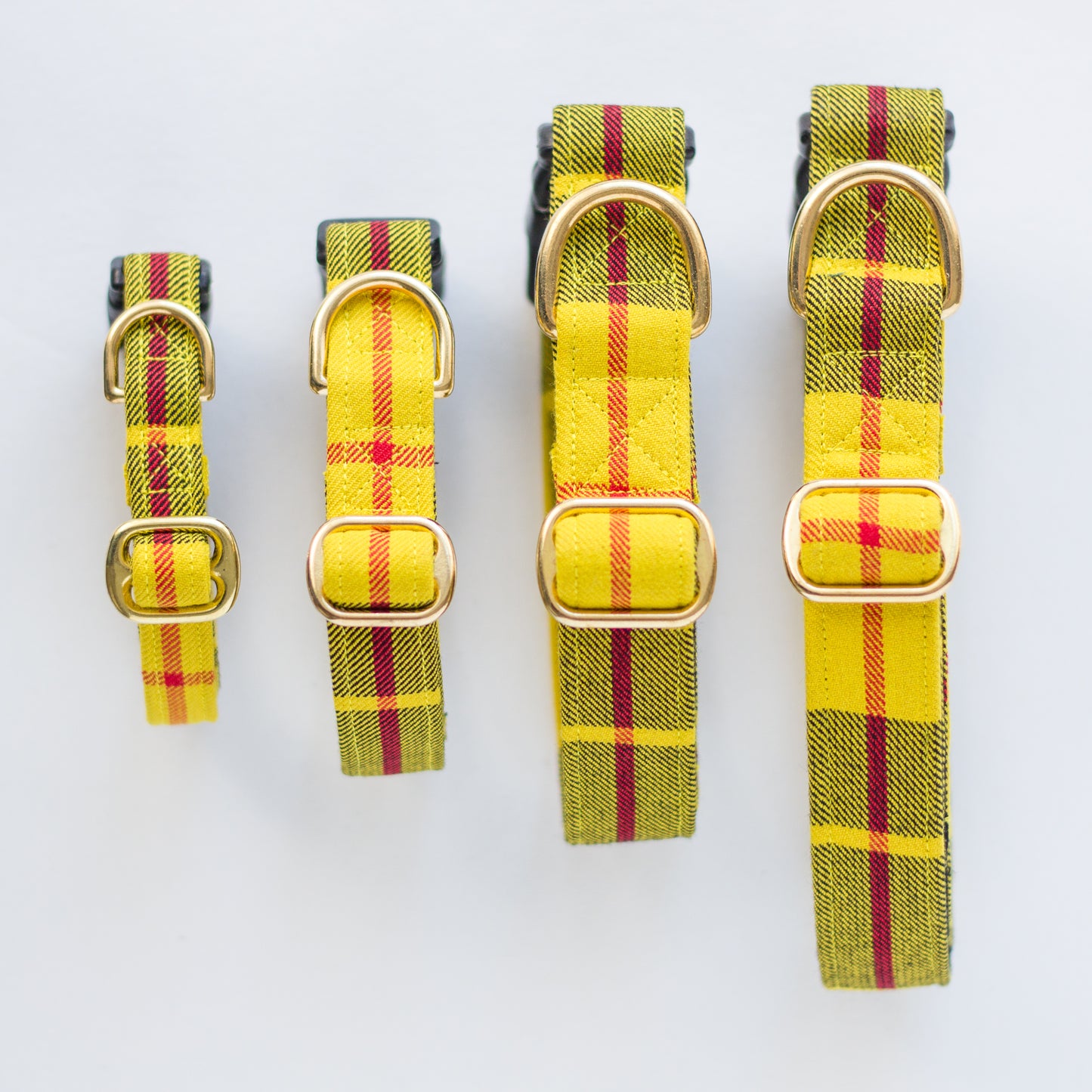 Dog Collar | Macleod of Lewis