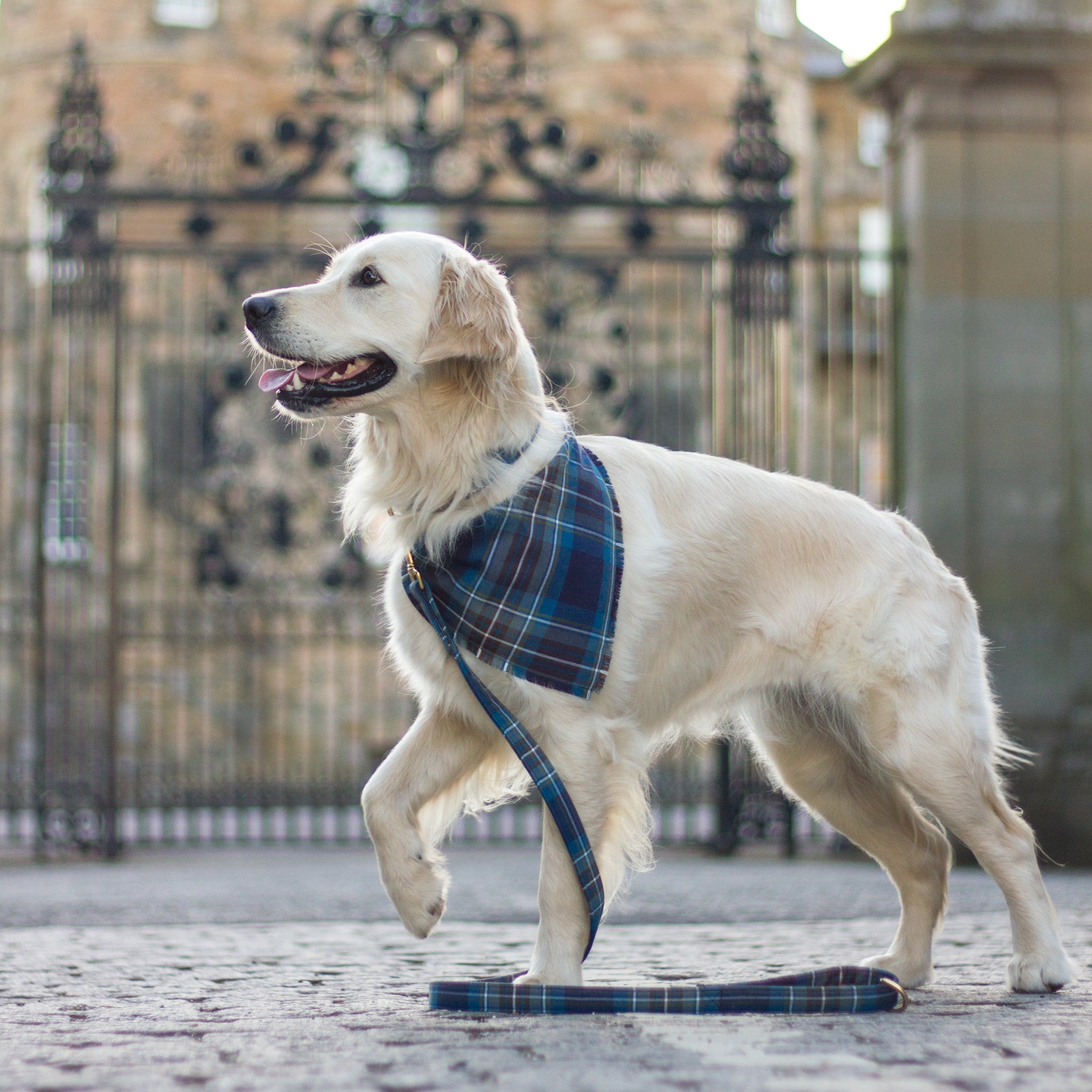 A golden retriever dog standing outside Holyrood Palace in Edinburgh and wearing a matching Holyrood dog collar, lead and bandana from Bark&Hare. 
