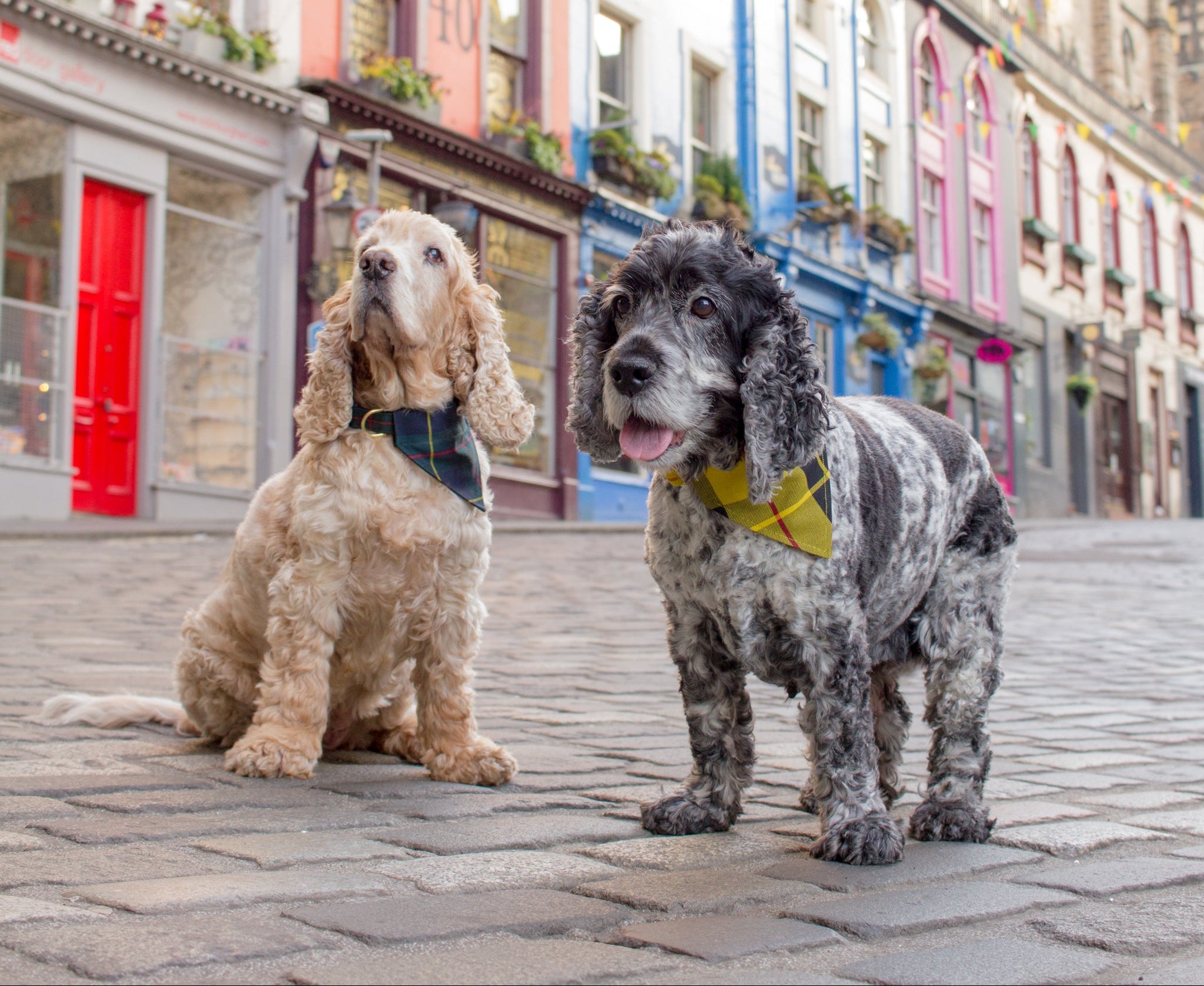 Two cocker spaniel dogs standing on the cobbles of Victoria street in Edinburgh, Scotland. One is wearing a collar and neckerchief set in the dark green Macleod tartan, the other is wearing a collar and neckerchief set in yellow Macleod of Lewis tartan