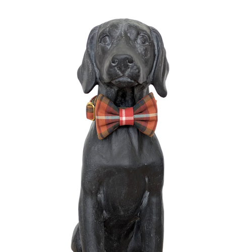 Bowtie | Buchanan
