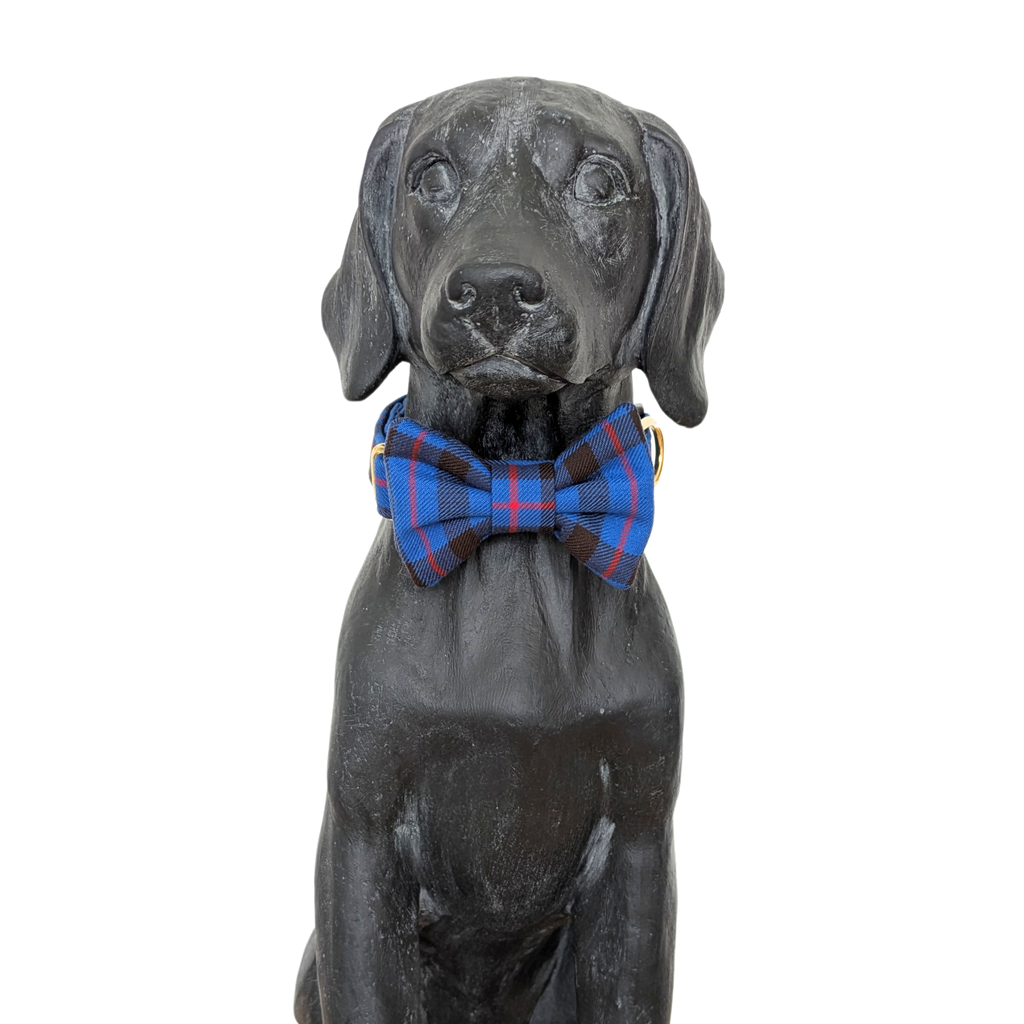 Bowtie | Elliot