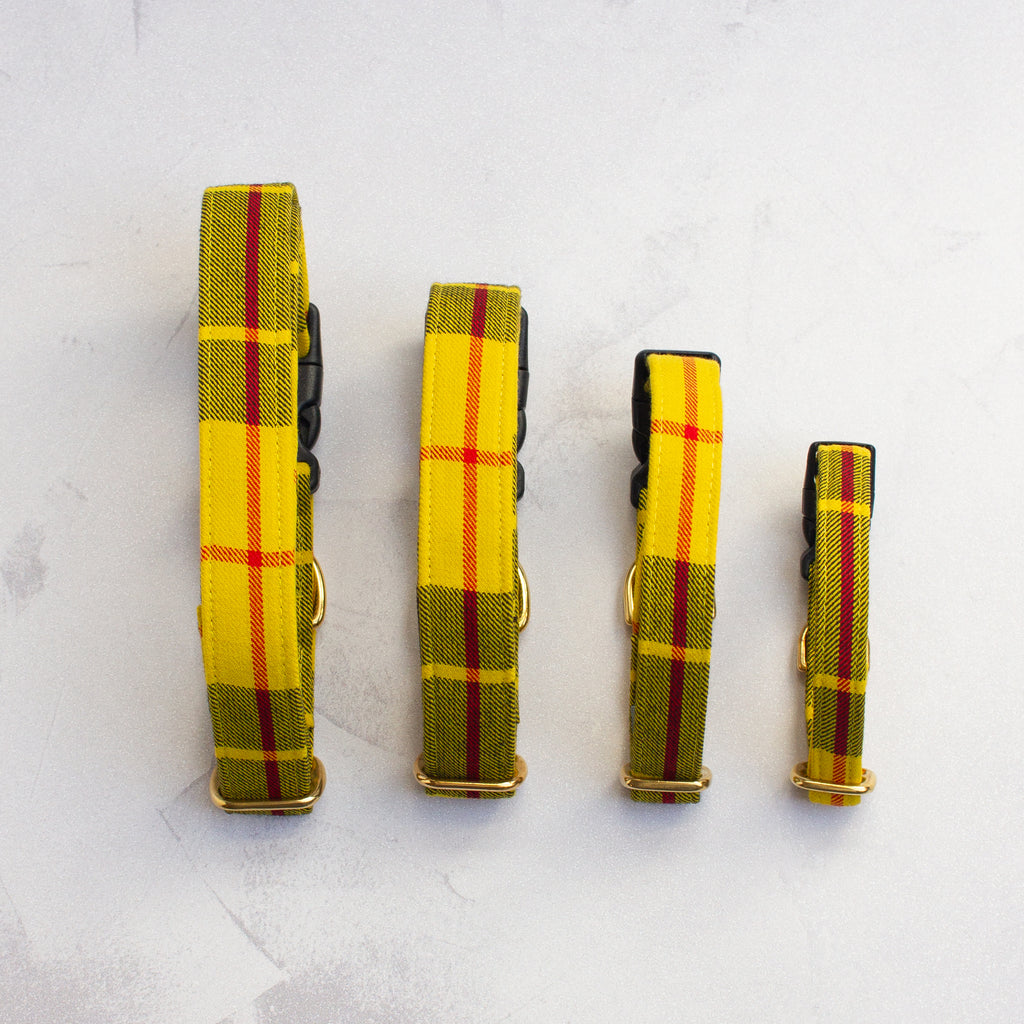 Dog Collar | Macleod of Lewis