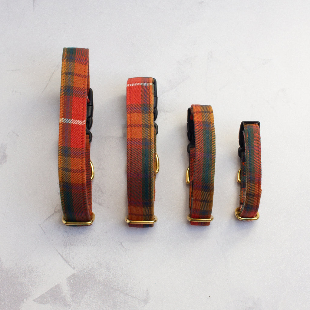 Dog Collar | Buchanan