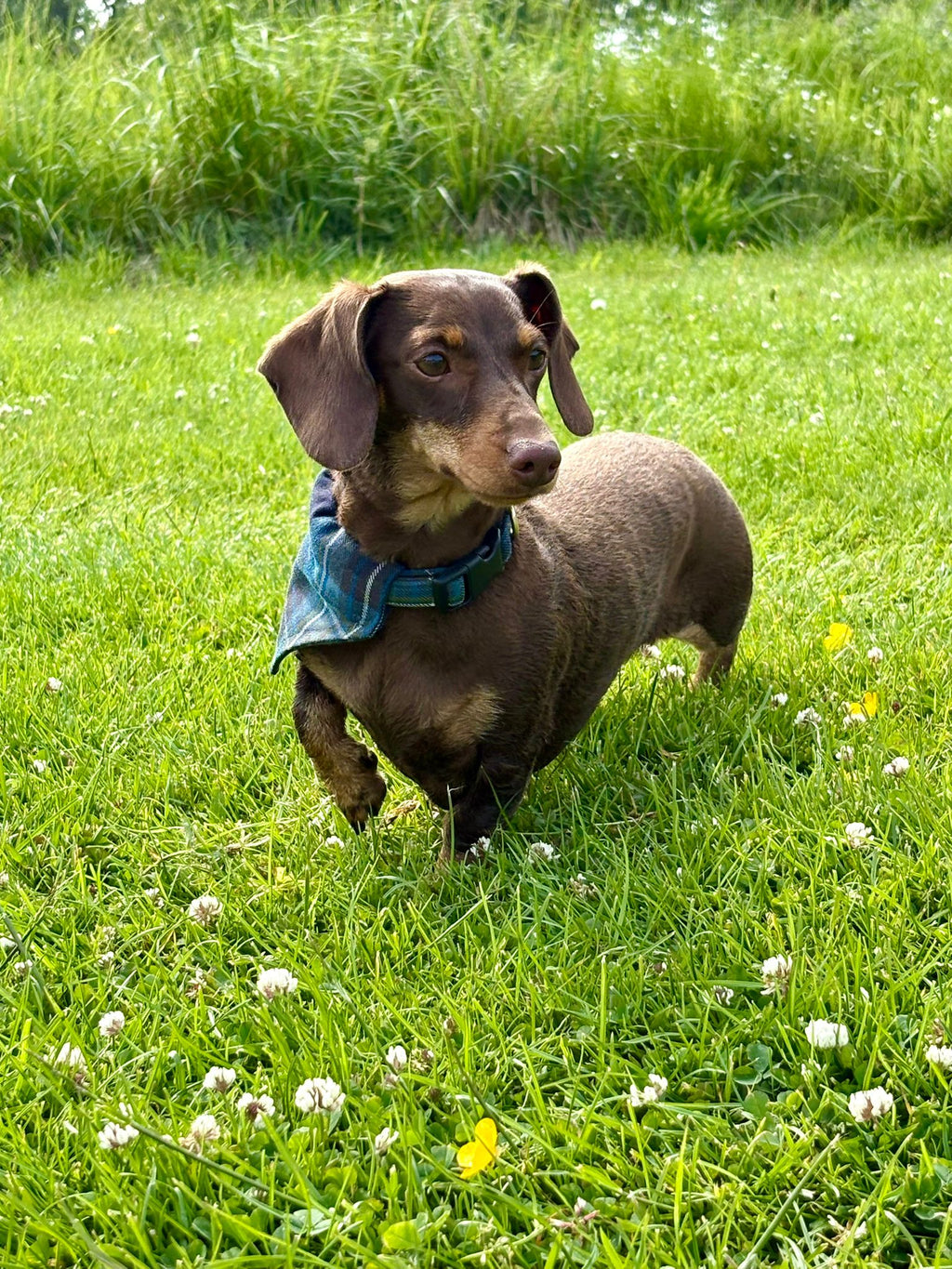 Neckerchief | Holyrood