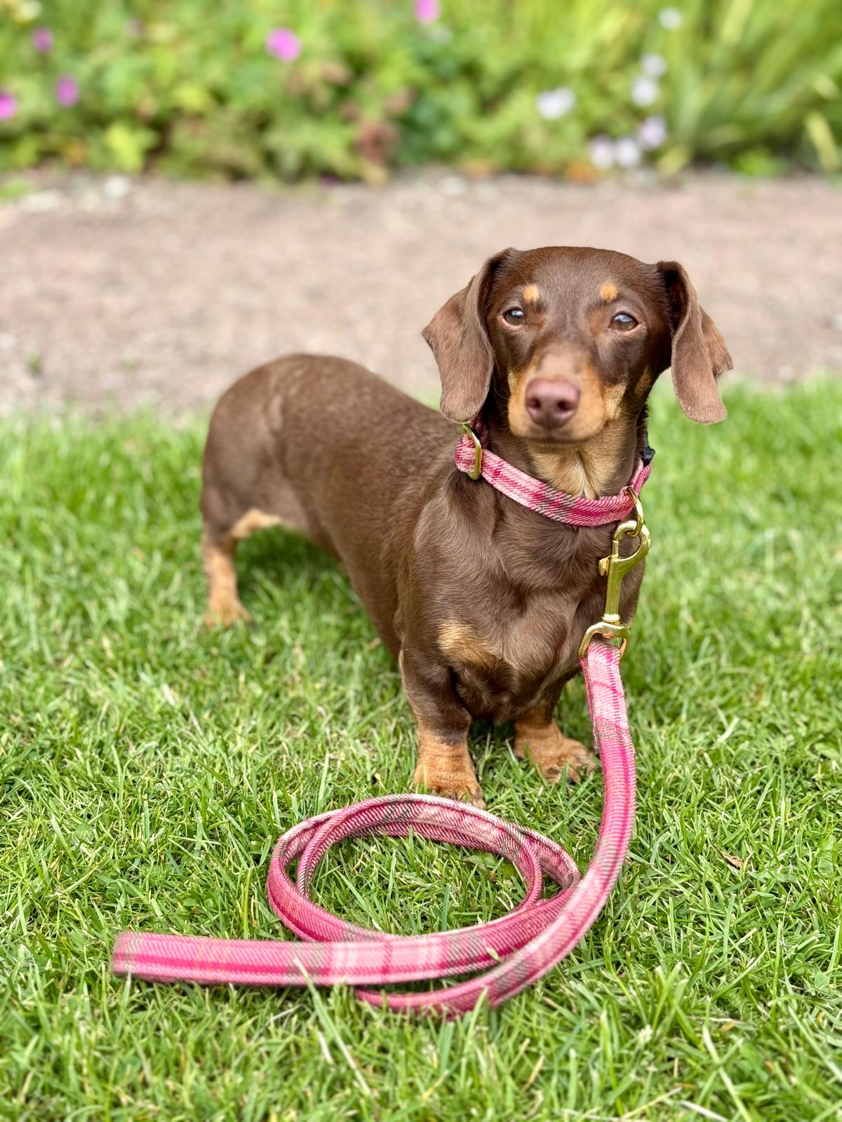 Dog Collar 100% Pure Wool | Lochcarron Hunting Rose